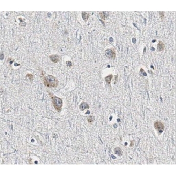 Anti-Sortilin Antibody, clone F11，100UG，MABN1792，Sigma