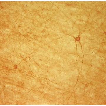 抗-毒蕈碱乙酰胆碱受体m2抗体（克隆M2-2-B3），100UG，MAB367，Sigma