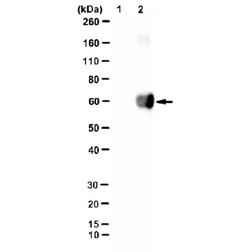 Anti-3-Hydroxykynurenine Antibody, clone 2c4-B6-C2，25UG，MABN2653-25UG，Sigma