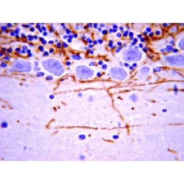 抗-髓磷脂碱性蛋白抗体，a.a.129-138，克隆1，2ML，MAB382，Sigma
