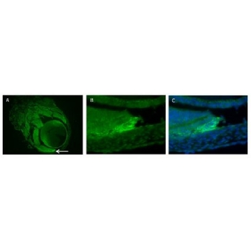 抗-RalDH2（ALDH1A2）抗体，100UG，ABN420，Sigma