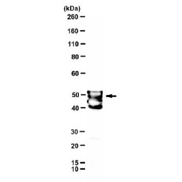Anti-Murine Coronavirus MHV-JHM nucleocapsid Antibody, clone 1-16-1，100UL，MABF2751-100UL，Sigma