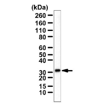 Anti-CH25H Antibody，100UG，ABS562，Sigma