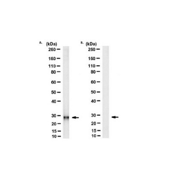 Anti-Cytochrome b Antibody, clone 5B3-6E3，25UG，MABS2036-25UG，Sigma