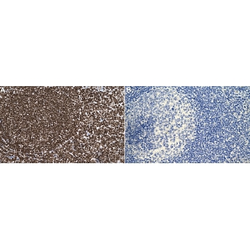 抗DNA抗体，双链，克隆AE-2，100UG，MAB1293，Sigma