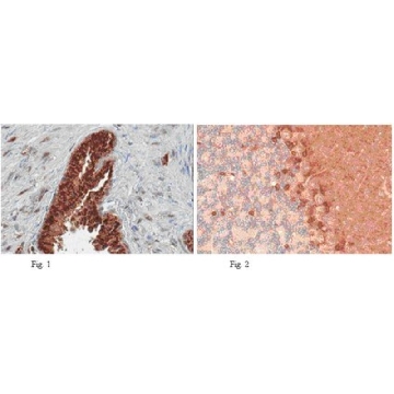 Anti-PDE9A Antibody，100UG，ABN32，Sigma
