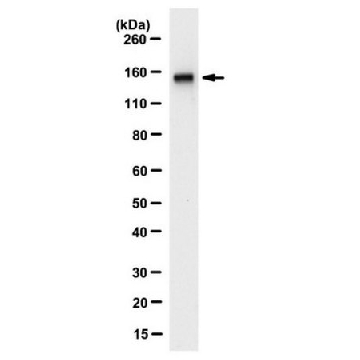 Anti-ZMYM2 Antibody, clone 9F12.1，100UG，MABN2263，Sigma