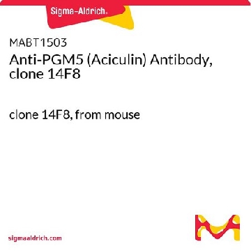 Anti-PGM5 (Aciculin) Antibody, clone 14F8，25UG，MABT1503-25UG，Sigma