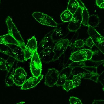 BioTracker 490 Green Cytoplasmic Membrane Dye，1ML，SCT106，Sigma