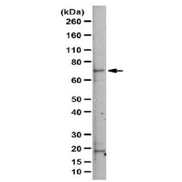Anti-RLIM/Rnf12 Antibody，100UL，ABE1949，Sigma