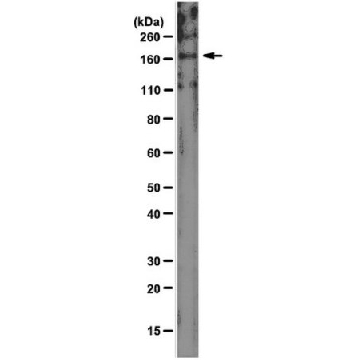 Anti-UPAR-Associated Protein Antibody, clone 2.h.9:F12，100UG，MAB2613，Sigma