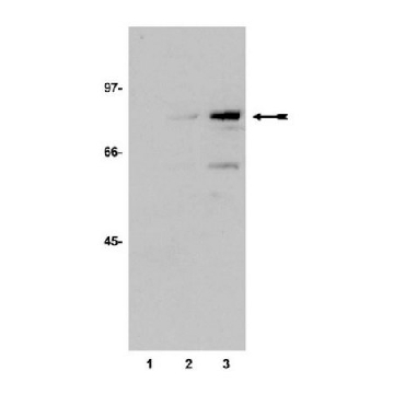 Anti-acetyl-p53 (Lys373) Antibody，200UL，06-916，Sigma