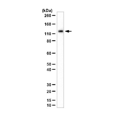 Anti-Beta Galactosidase Antibody, E. coli，100UL，AB3403-I，Sigma