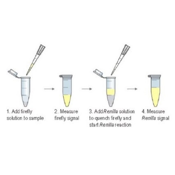 Firefly/Renilla Dual Luciferase Assay，1KIT，SCT152，Sigma