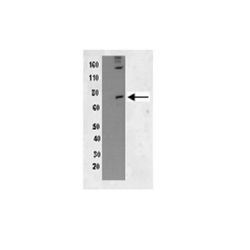 抗磷酸化-PKR (Thr451) 抗体，100UL，07-886，Sigma