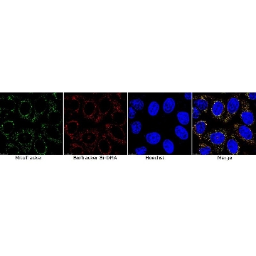 BioTracker Si-DMA Singlet Oxygen Live Cell Dye，1MG，SCT063，Sigma