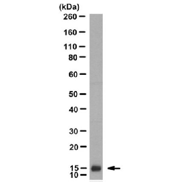 Anti-Neurophysin 2/NP-AVP Antibody, clone PS 45，100UG，MABN856，Sigma