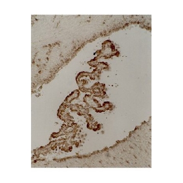 Anti-Tau Antibody, clone 5E2，200UG，05-348，Sigma