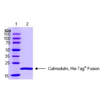 Calmodulin, His•Tag® Human, Recombinant，50UG，208670-50UGCN，Sigma