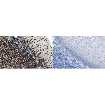 抗-DNA/组蛋白H1抗体，100UG，MAB3864，Sigma