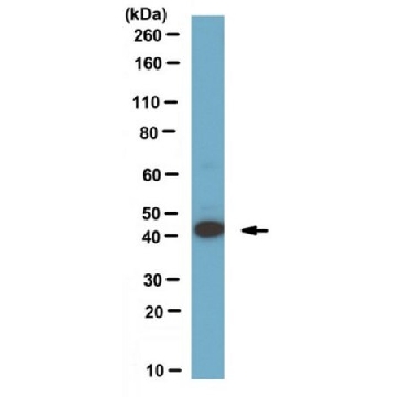 Anti-Ermin Antibody, clone 160，100UG，MABN323，Sigma