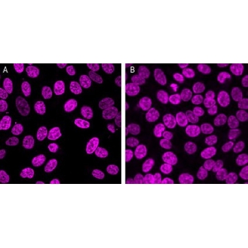 BioTracker 650 Red Nuclear Dye，1KIT，SCT119，Sigma