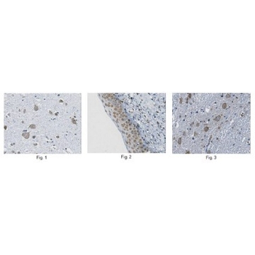 Anti-delta-type Opioid Receptor, clone 4E6.2 Antibody，100UG，MABN352，Sigma