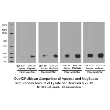 Rac1/cdc42活性磁珠拉下实验，30ASSAYS，17-10394，Sigma