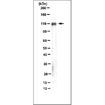 抗-整合素β1，克隆AIIB2（无叠氮化物）抗体，100UG，MABT409，Sigma