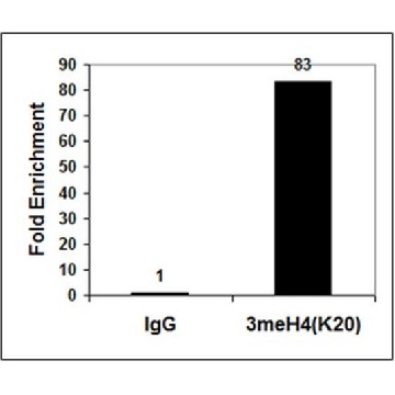 抗三甲基组蛋白H4(Lys20)抗体，100UG，07-463，Sigma