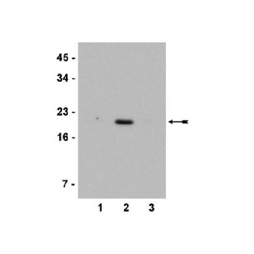 抗乙酰组蛋白H3（Lys4）抗体，100UL，07-539，Sigma