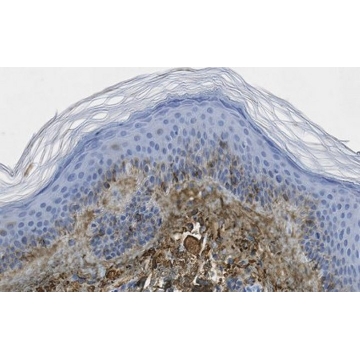 Anti-Glycosaminoglycan Antibody, skin specific Antibody, clone PG-4，25UL，MABT819-25UL，Sigma