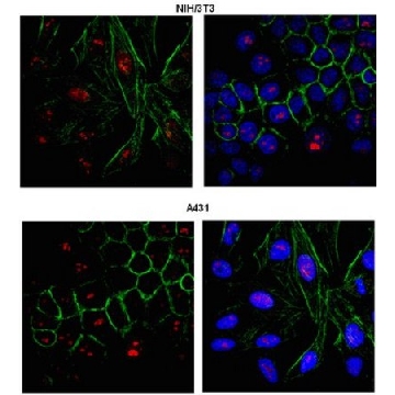 Anti-PRDM12 Antibody，100UG，ABE95，Sigma