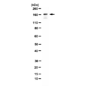 Anti-Intersectin-1/ITSN1 Antibody，100UG，ABN1378，Sigma