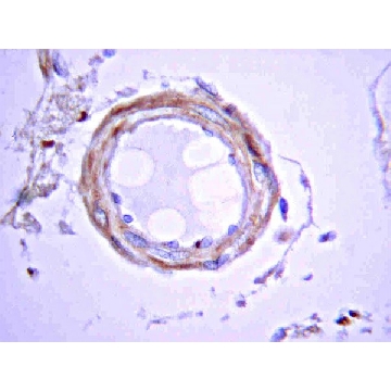 Anti-APP A4，符合APP的66-81 (NT) 小鼠抗，100UL，MAB348-100UL，Sigma