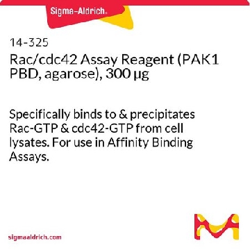 Rac/cdc42检测试剂（PAK1 PBD，琼脂糖），300 µg，300UG，14-325，Sigma