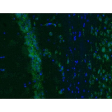 Anti-Vesicular Glutamate Transporter 2 Antibody, Alexa Fluor™ 488 | MAB5504A4，100UL，MAB5504A4，Sigma