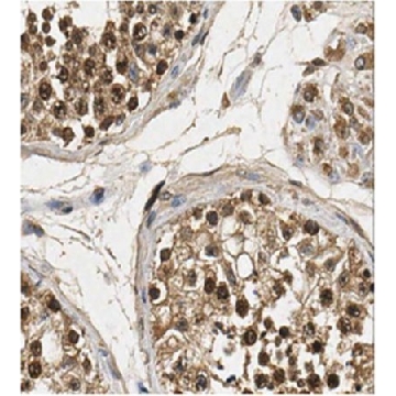 Anti-FOXM1 Antibody，100UG，ABE1000，Sigma