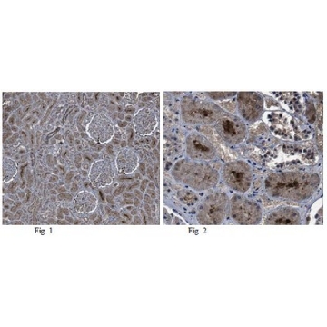Anti-CCN1/CYR61 Antibody，100UG，ABC102，Sigma