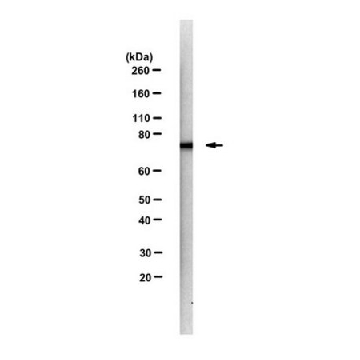 Anti-SNX9 Antibody, clone 6C6，25UL，MABT1538-25UL，Sigma