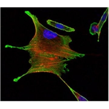 Anti-BMR2 Antibody, clone 3F6，100UL，MABD171，Sigma