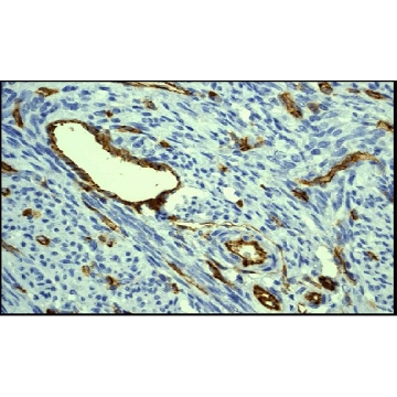 抗-PECAM-1抗体，克隆2H8，无叠氮化物，100UG，MAB1398Z，Sigma