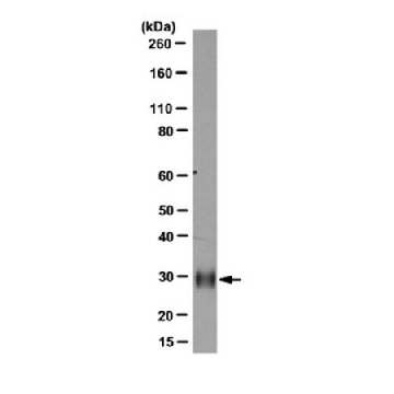Anti-HLA-DRB1 Antibody, clone DJ9，100UL，MABD90，Sigma