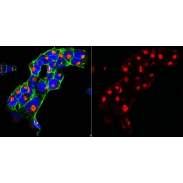 Anti-SorLA Antibody, clone 20C11，100UG，MABN1793，Sigma