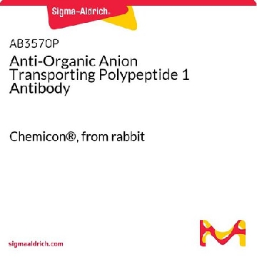 Anti-Organic Anion Transporting Polypeptide 1 Antibody，50UG，AB3570P，Sigma