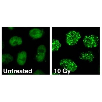抗-53BP1抗体，克隆BP13，100UG，MAB3802，Sigma