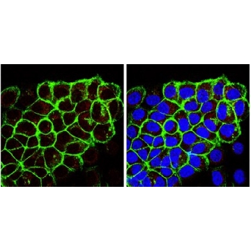 Anti-Ghrelin Antibody, clone 1ML-1D7，100UL，MAB10404，Sigma