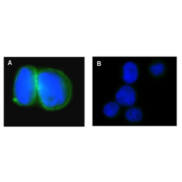 抗-Na+/K+ ATPase α-1抗体，克隆C464.6，Alexa Fluor™ 488，25UG，16-243，Sigma