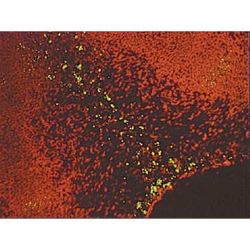ApopTag Plus原位凋亡荧光素检测试剂盒，40ASSAYS，S7111，Sigma
