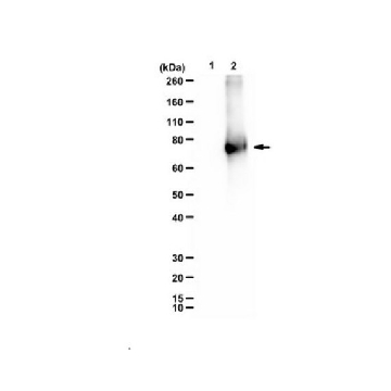 Anti-HMG-Lysine，100UL，ABS2108-100UL，Sigma